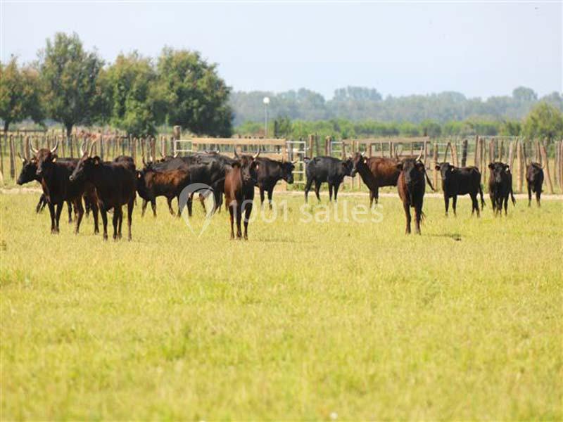 Location salle Marsillargues (Hérault) - Le Mas Saint Gabriel #8 Un troupeau de taureaux noirs dans un champ verdoyant, avec des arbres et des clôtures en arrière-plan.