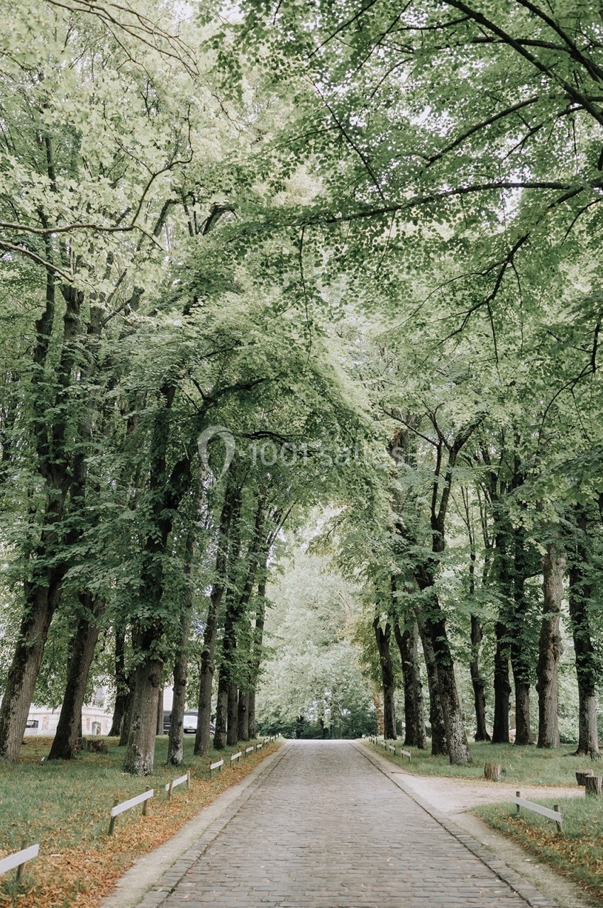 Allée bordée d'arbres feuillus formant une voûte naturelle au-dessus d'un chemin pavé.