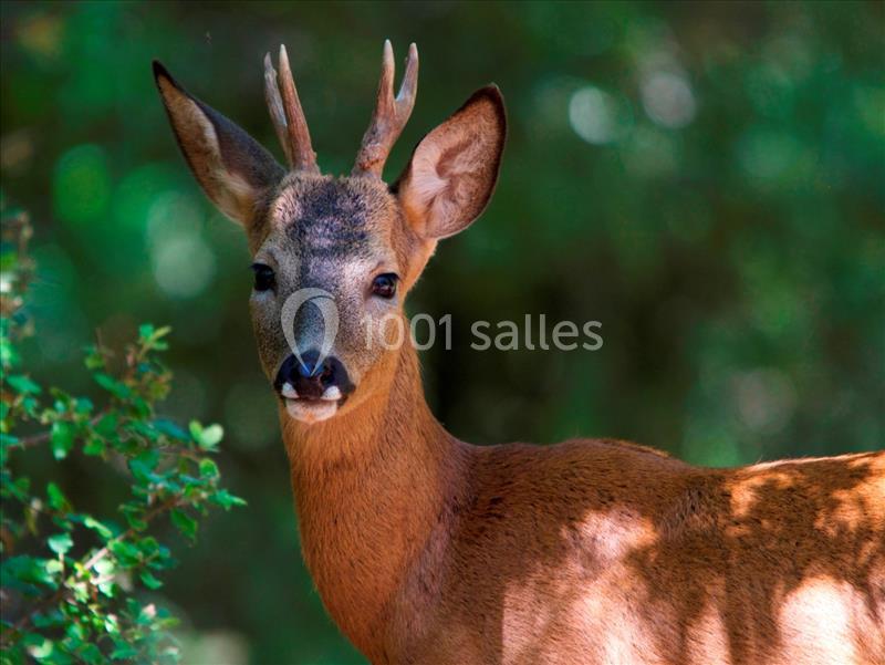 Location salle Grasse (Alpes-Maritimes) - Golf Du Claux-amic #6