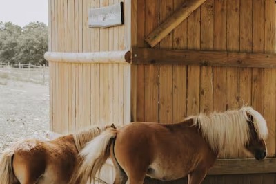 Miniature Location salle Varades (Loire-Atlantique) - Domaine de la Ruade #18 Deux poneys bruns à crinières claires se tiennent près d'une cabane en bois dans un environnement rural.
