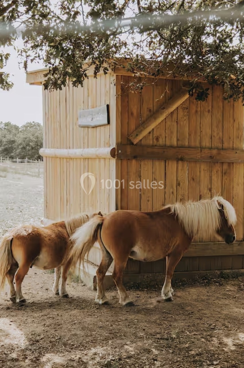 Deux poneys bruns à crinières claires se tiennent près d'une cabane en bois dans un environnement rural.