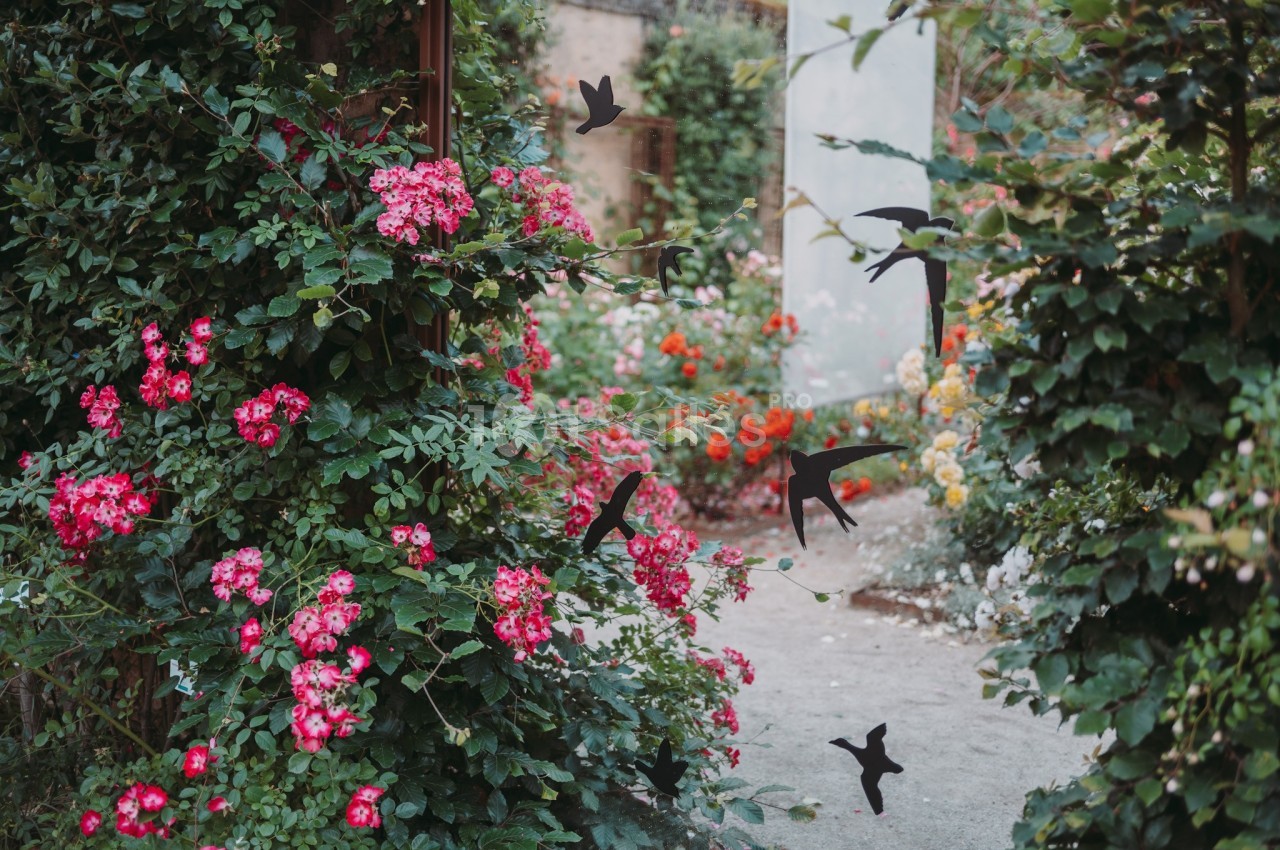 Rosiers en fleurs entourant une arche métallique décorée de silhouettes d'oiseaux dans un jardin fleuri.