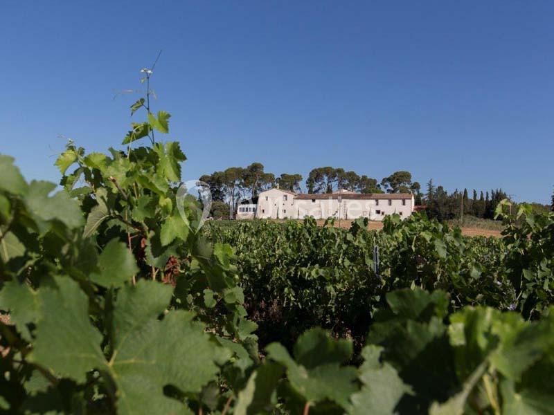 Vignes verdoyantes au premier plan avec un bâtiment en pierre entouré d'arbres sous un ciel bleu dégagé.