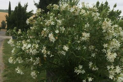 Jardin avec pelouse, arbres et pot en terre cuite au premier plan, éclairé par une lumière douce en fin de journée.