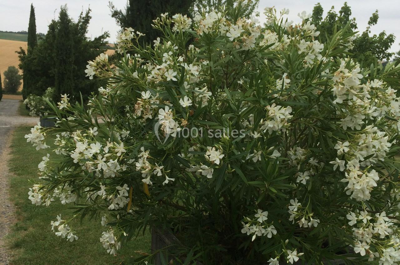 Arbuste fleuri aux fleurs blanches dans un bac en bois, entouré de pelouse et d'arbres sous un ciel nuageux.
