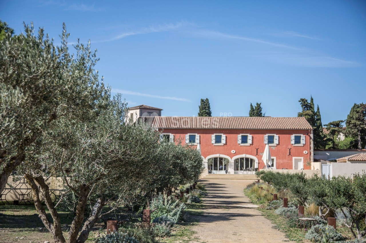 L'allée des oliviers