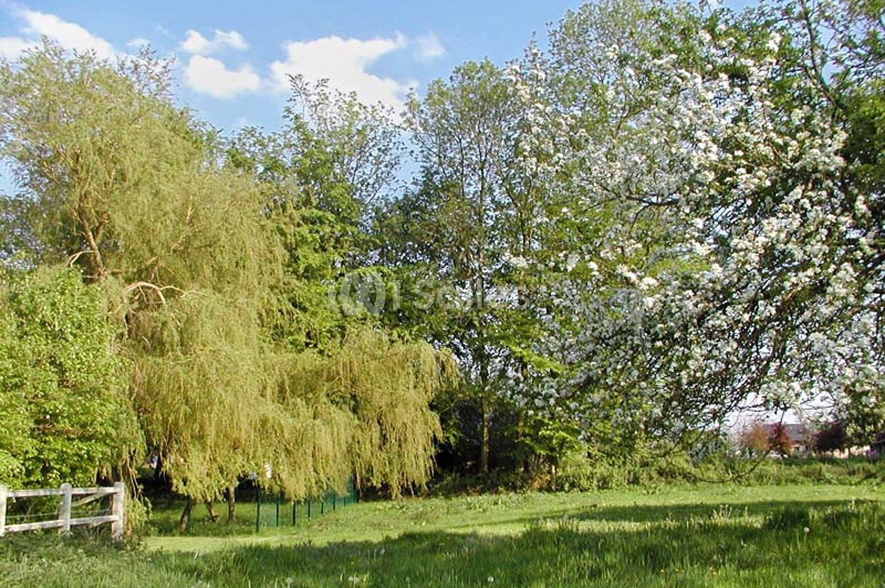 Paysage printanier avec arbres en fleurs, saule pleureur et prairie verdoyante sous un ciel bleu.