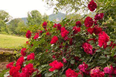 Miniature Location salle Sainte-Colome (Pyrénées-Atlantiques) - Les Jardins du Cot #25 Location salle Sainte-Colome (Pyrénées-Atlantiques) - Les Jardins du Cot #25