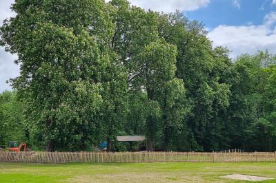 Des chèvres se tiennent près d'une clôture dans un champ herbeux entouré de barrières en bois.