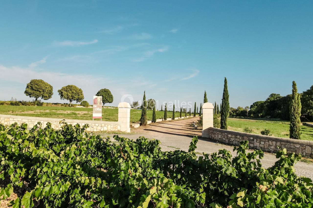 Entrée d'un domaine avec allée bordée de cyprès, vignes au premier plan et ciel dégagé en arrière-plan.