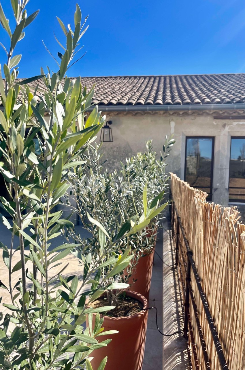 Plantes d'olivier en pots alignées près d'une clôture en bambou, devant une maison en pierre sous un ciel bleu.