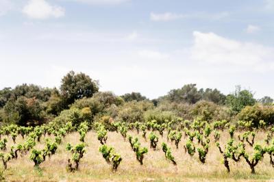 Miniature Location salle Assignan (Hérault) - Village Castigno #64 Location salle Assignan (Hérault) - Village Castigno #124