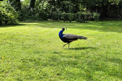 Miniature Location salle Wy-dit-Joli-Village (Val-d'Oise) - Château d'Hazeville #33 Deux verres de cocktail bleu posés sur le bord d'une piscine, avec une serviette blanche enroulée à côté.