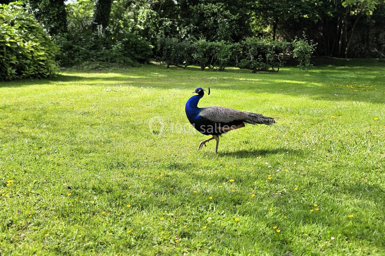 Location salle Wy-dit-Joli-Village (Val-d'Oise) - Château d'Hazeville #33 Un paon marche sur une pelouse verdoyante entourée d'arbres et de buissons.