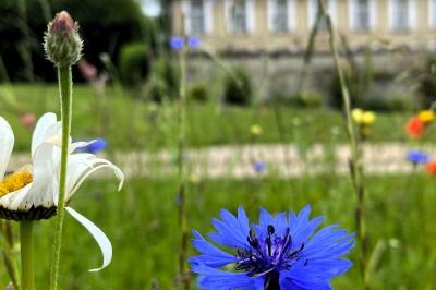 Miniature Location salle Wy-dit-Joli-Village (Val-d'Oise) - Château d'Hazeville #34 Deux verres de cocktail bleu posés sur le bord d'une piscine, avec une serviette blanche enroulée à côté.