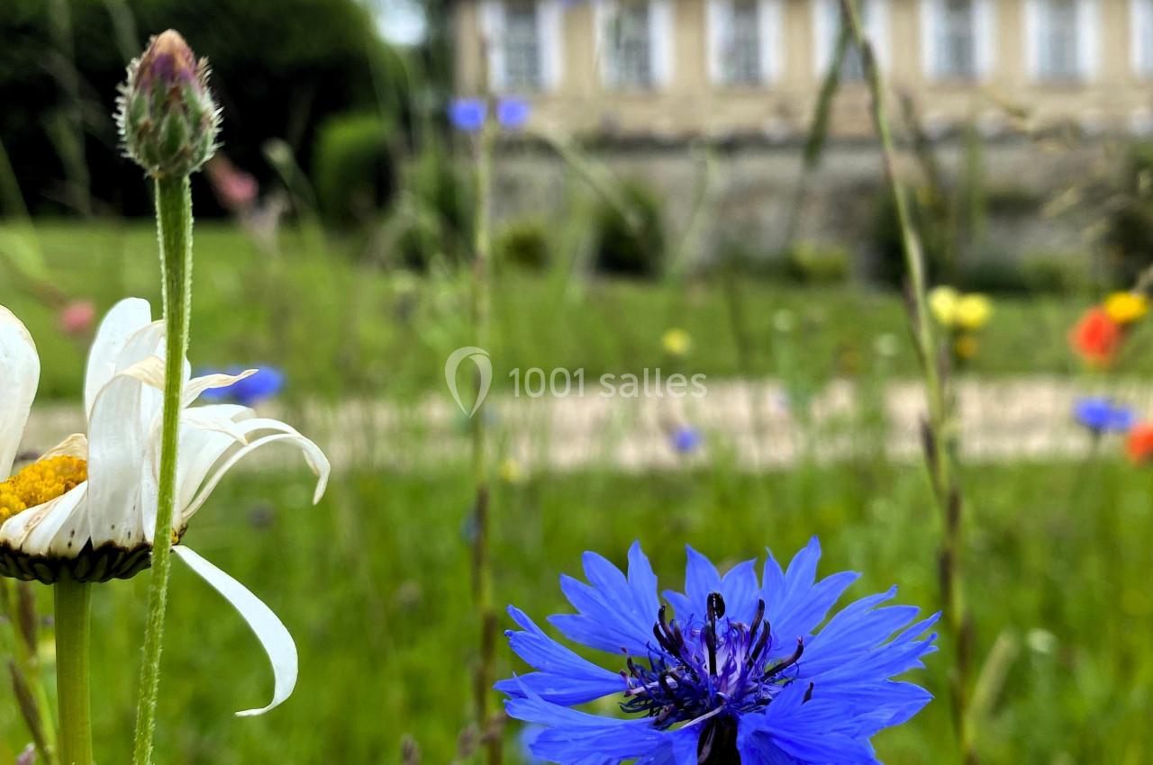 Location salle Wy-dit-Joli-Village (Val-d'Oise) - Château d'Hazeville #34 Fleur de bleuet en gros plan dans un pré fleuri, avec une maison floutée en arrière-plan.