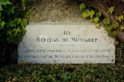 Miniature Location salle La Chapelle-Heulin (Loire-Atlantique) - Château Cassemichère #23 Rangées de tonneaux en bois alignés dans une cave voûtée avec éclairage tamisé.