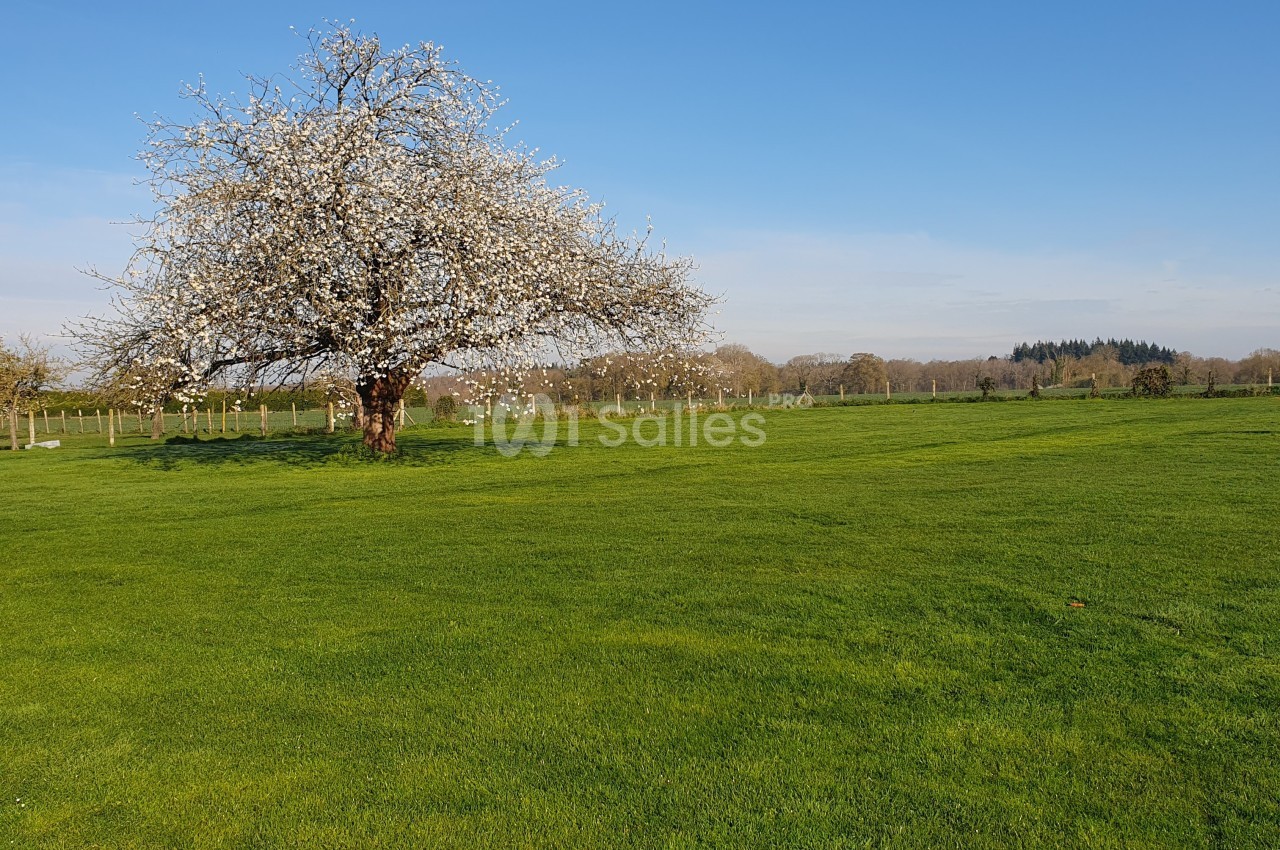 Arbre en fleurs blanches isolé dans un champ verdoyant sous un ciel bleu dégagé.