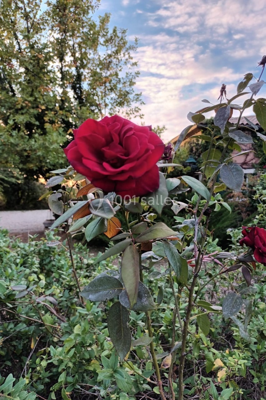 Une rose rouge épanouie sur un arbuste, entourée de verdure, avec un ciel partiellement nuageux en arrière-plan.