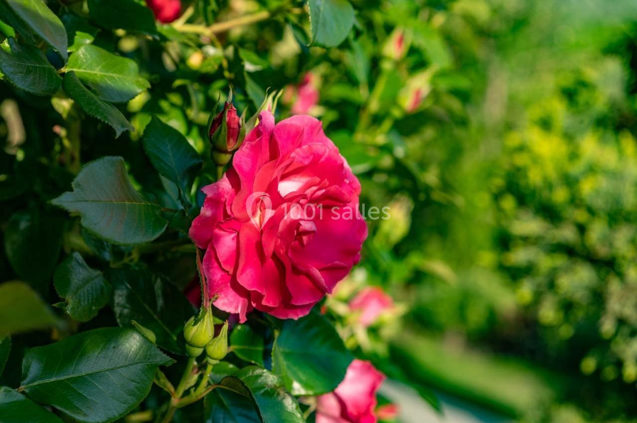 Jardin