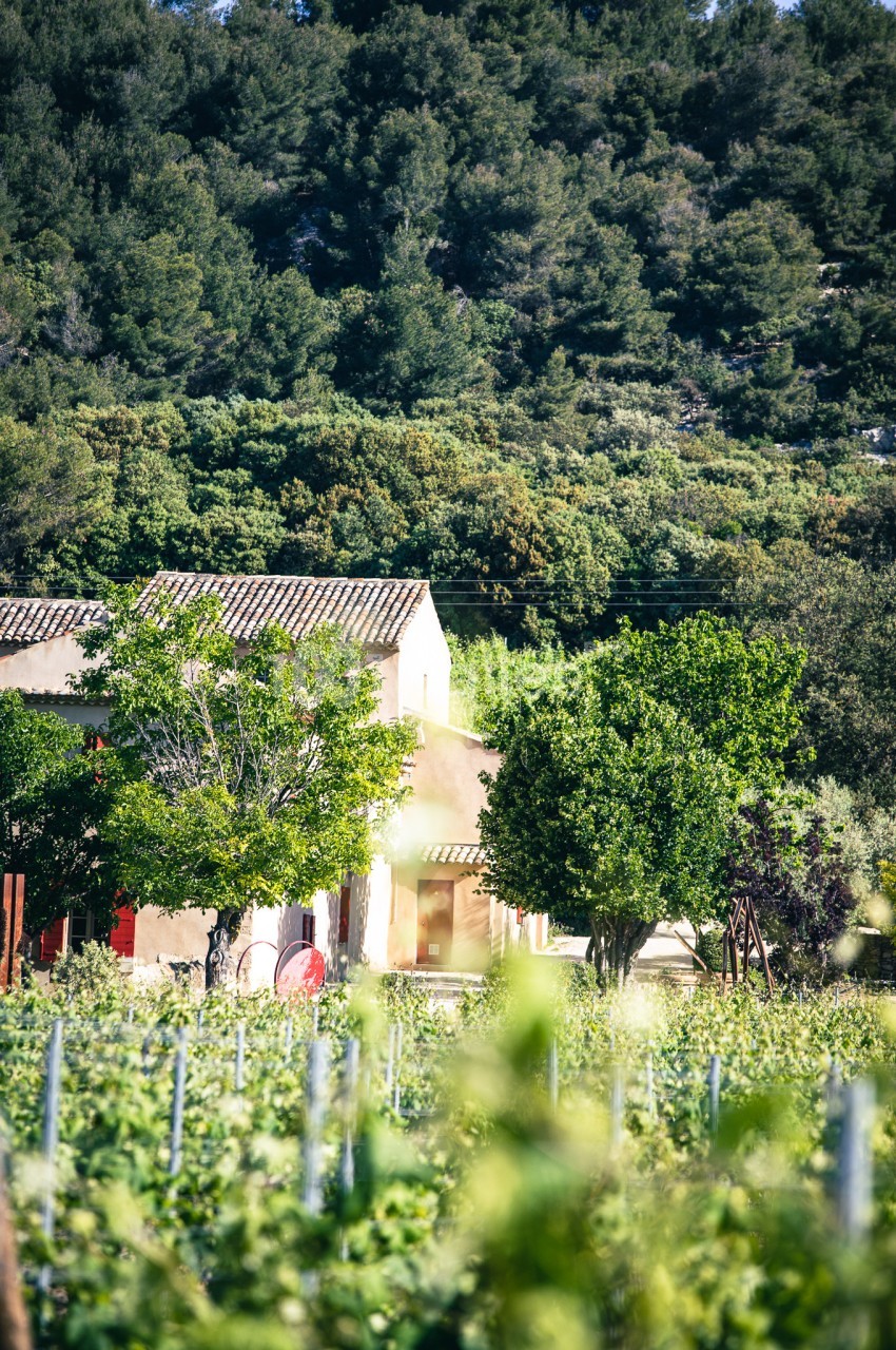 Maison provençale entourée de vignes et d'arbres, avec une colline boisée en arrière-plan.