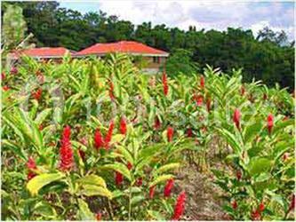 Location salle Le Morne-Rouge (Martinique) - Le Domaine De La Vallée #7