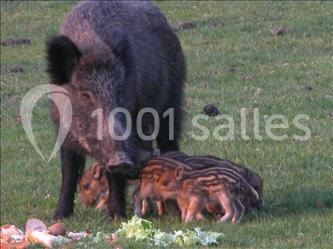 Une laie et ses marcassins rayés se nourrissent d'herbe et de restes alimentaires dans un champ.
