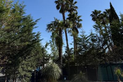 Miniature Location salle Roquevaire (Bouches-du-Rhône) - Nao Athéna #29 Table dressée avec vaisselle et fleurs bleues près d'une piscine entourée de dalles claires et de végétation.