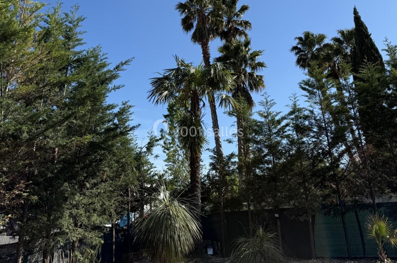 Location salle Roquevaire (Bouches-du-Rhône) - Nao Athéna #29 Des palmiers et des conifères sous un ciel bleu, entourés d'une clôture en arrière-plan.