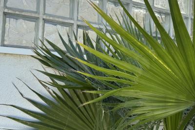 Miniature Location salle Roquevaire (Bouches-du-Rhône) - Nao Athéna #34 Table dressée avec vaisselle et fleurs bleues près d'une piscine entourée de dalles claires et de végétation.