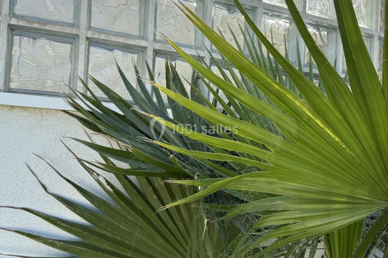 Location salle Roquevaire (Bouches-du-Rhône) - Nao Athéna #34 Feuilles de palmier vertes devant une fenêtre en pavés de verre, éclairées par la lumière naturelle.