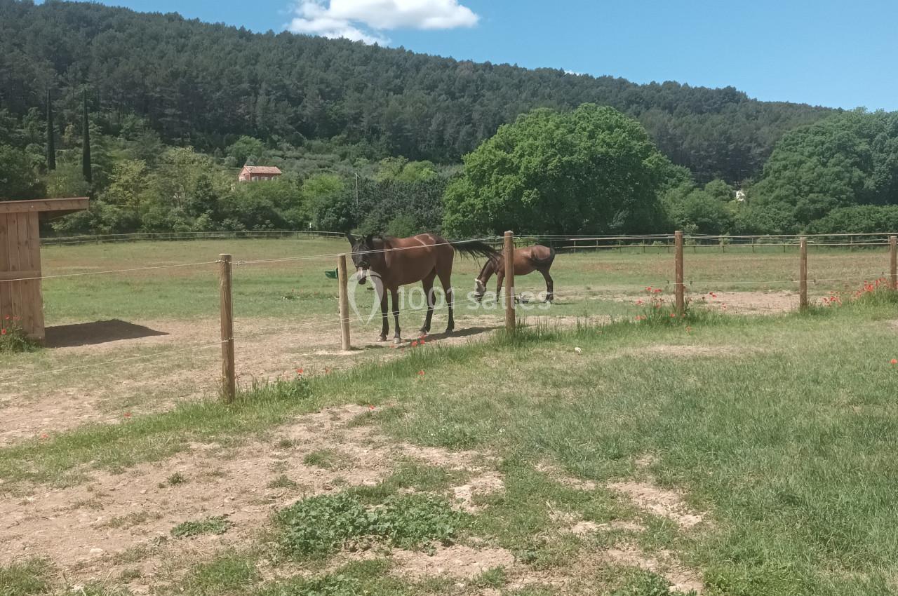 Deux chevaux bruns dans un pré clôturé, entouré de verdure et de collines sous un ciel bleu.