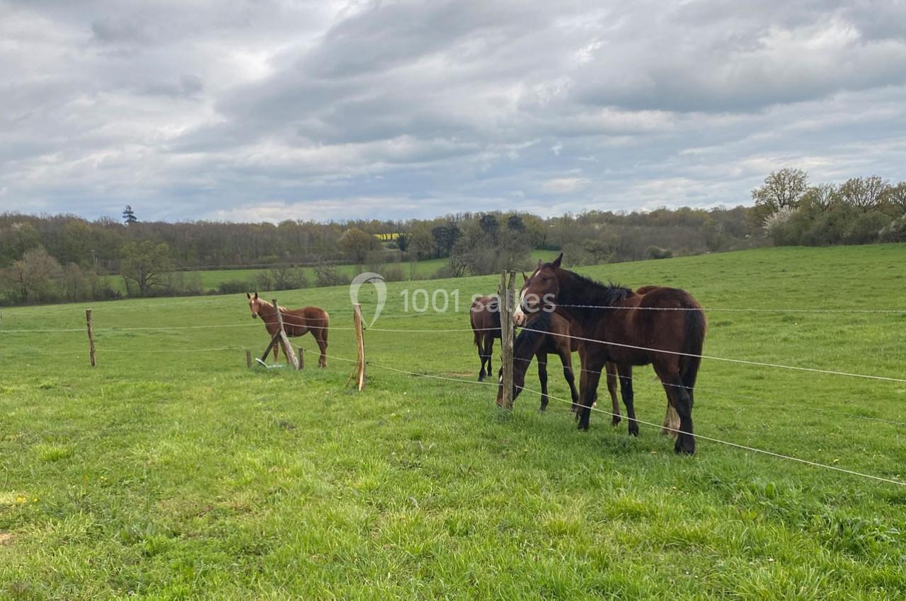 Chevaux broutant dans un pré verdoyant entouré de clôtures, sous un ciel nuageux.