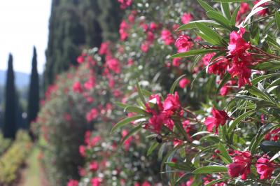 Miniature Location salle Cornillon (Gard) - Château de l’Olivete #19 Olivier devant le toit de l'ancien pigeonnier