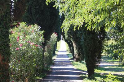 Miniature Allée centrale du Château - avant rénovation Olivier devant le toit de l'ancien pigeonnier