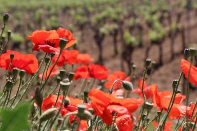 Miniature Coquelicots devant le vignoble Olivier devant le toit de l'ancien pigeonnier