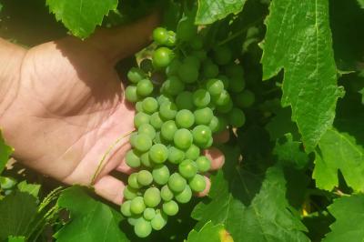 Miniature Grappe en cours de formation - Vignoble du Château Olivier devant le toit de l'ancien pigeonnier