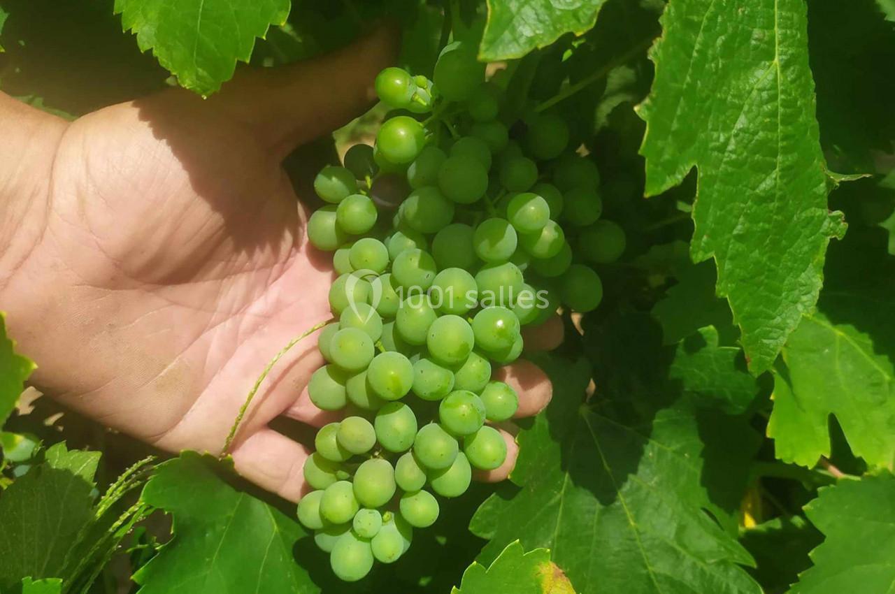 Grappe en cours de formation - Vignoble du Château