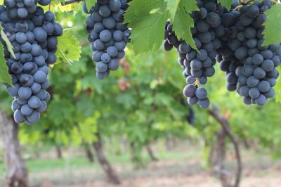 Miniature Grappes de raisins du vignobles du Château Olivier devant le toit de l'ancien pigeonnier