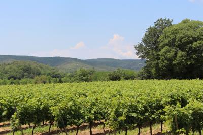 Miniature Le vignoble du Château et la vue sur la vallée Olivier devant le toit de l'ancien pigeonnier