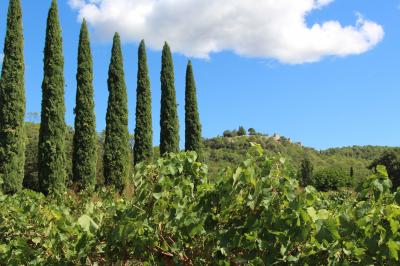 Miniature Les vignes du Château devant Cornillon Olivier devant le toit de l'ancien pigeonnier