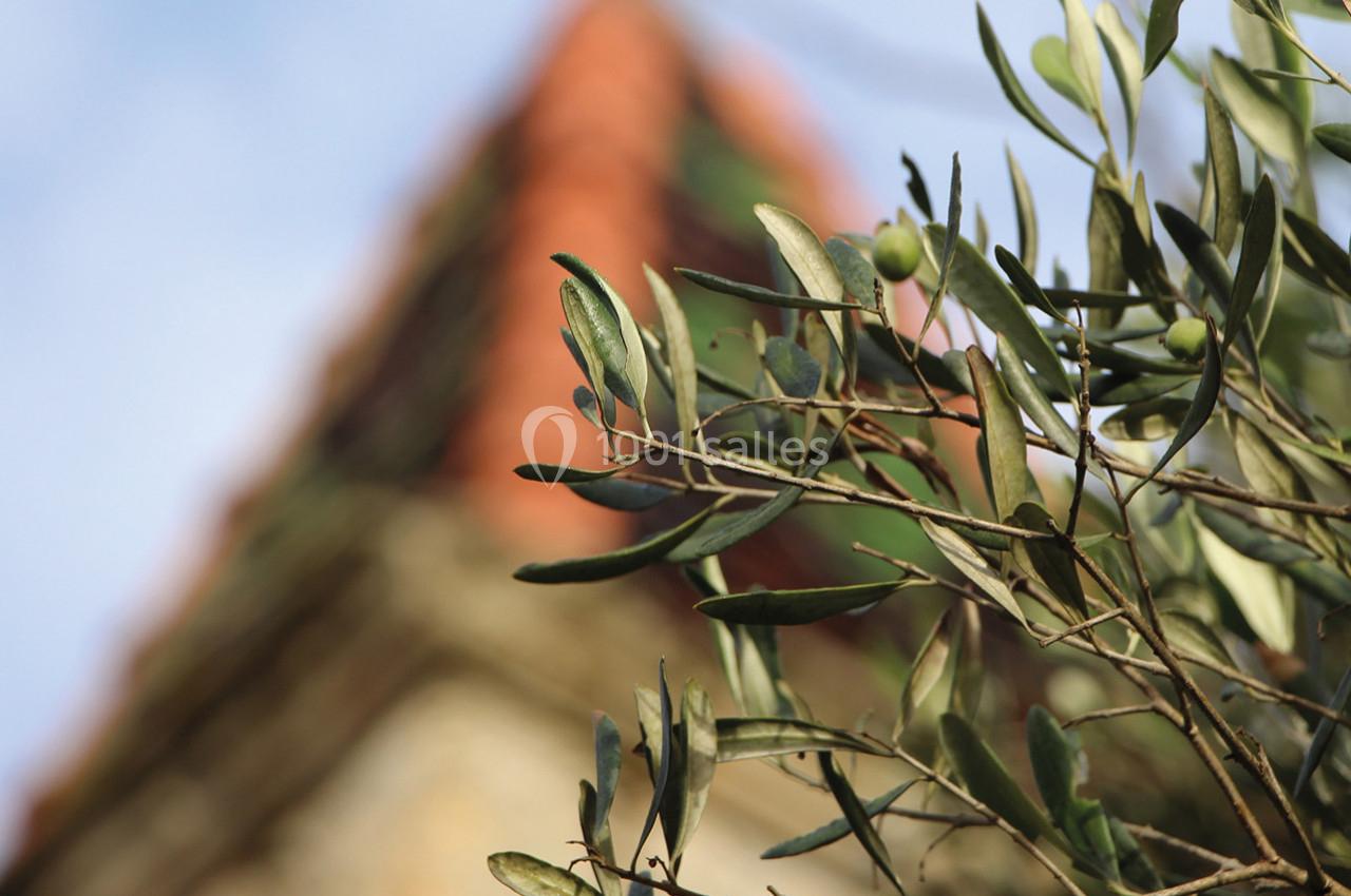 Olivier devant le toit de l'ancien pigeonnier 