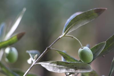 Miniature Olivier du Château Olivier devant le toit de l'ancien pigeonnier