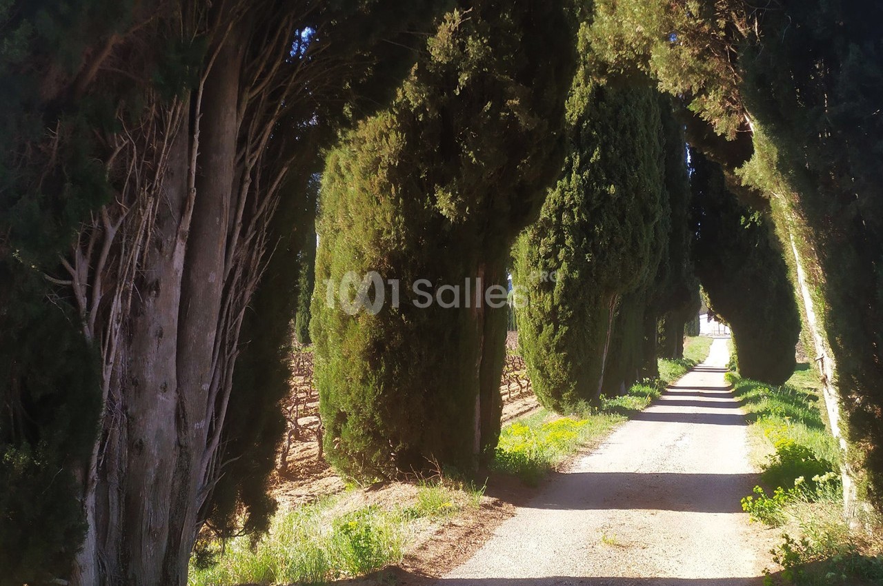 Allée de cyprès du Château