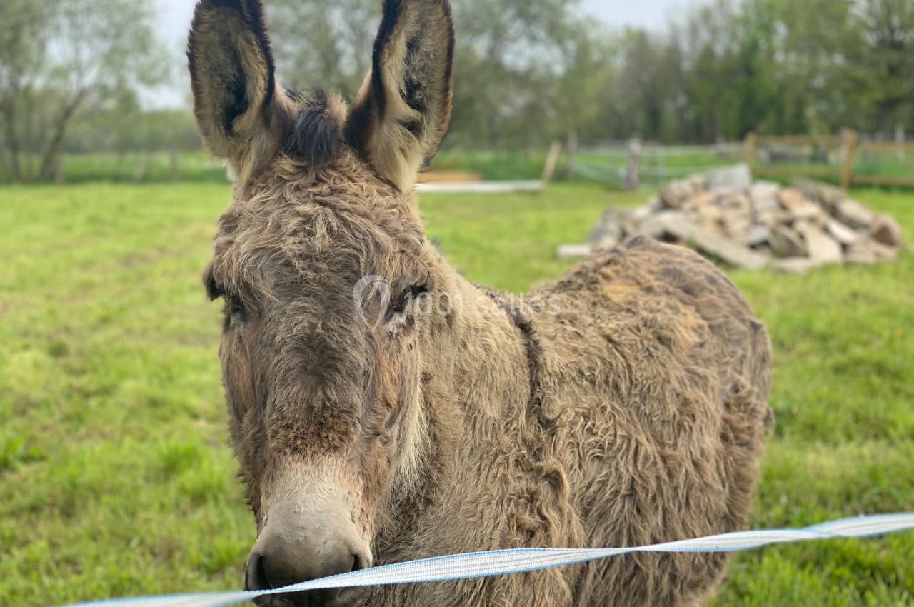 Un âne brun au pelage épais se tient près d'une clôture dans un champ verdoyant.