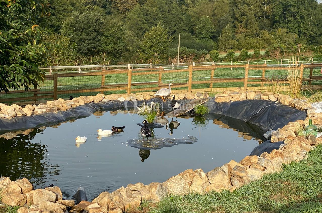 Étang entouré de pierres avec des canards nageant, des plantes aquatiques et une clôture en bois en arrière-plan.