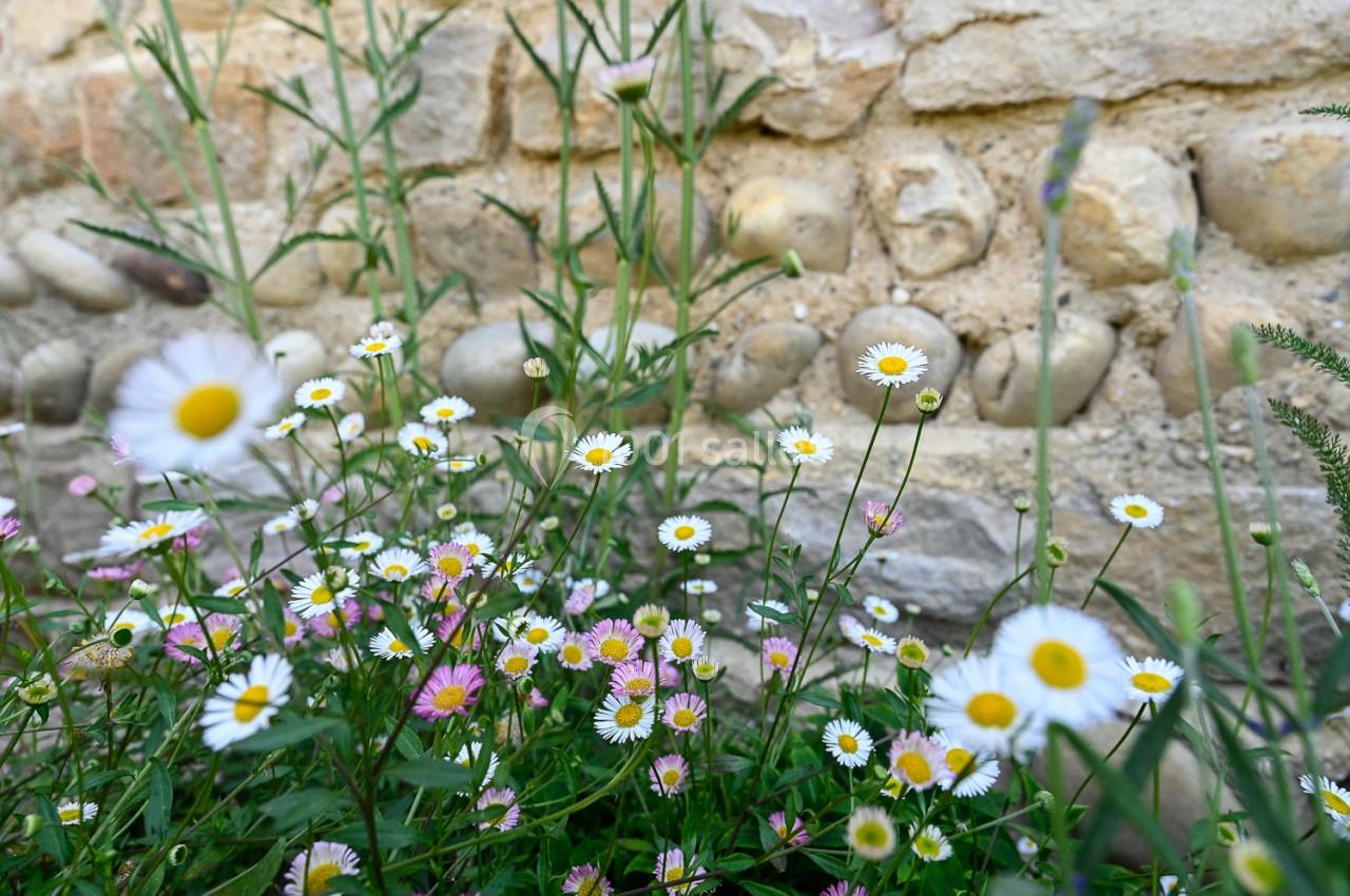 Domaine de la Flandrine - galerie - photo 12