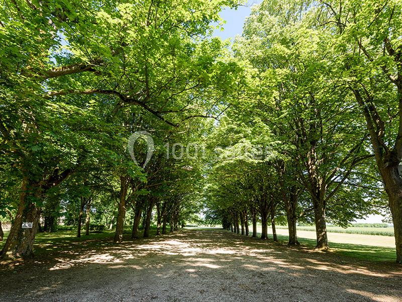 Allée bordée d'arbres feuillus sous un ciel dégagé, laissant passer la lumière sur un chemin de gravier.