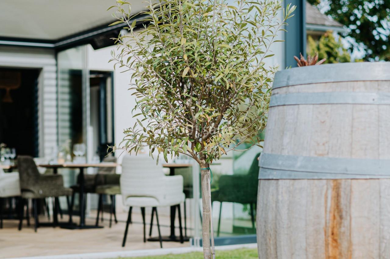 Location salle Mennecy (Essonne) - Oléa Resto’Jardin #7