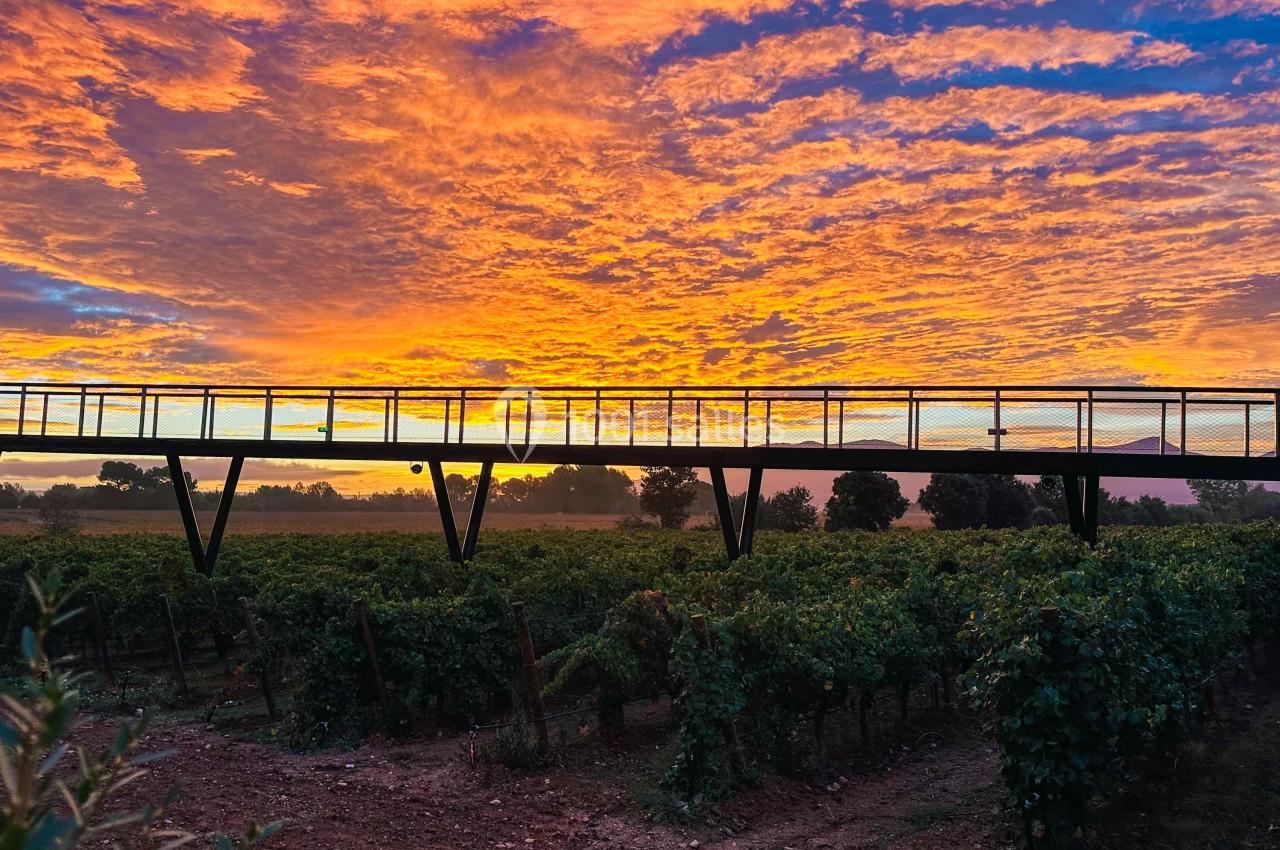 Passerelle en métal traversant un vignoble au coucher du soleil avec un ciel aux teintes orange et violette.